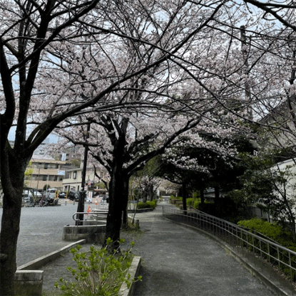 別所ふれあい公園の京王堀之内の花見スポット